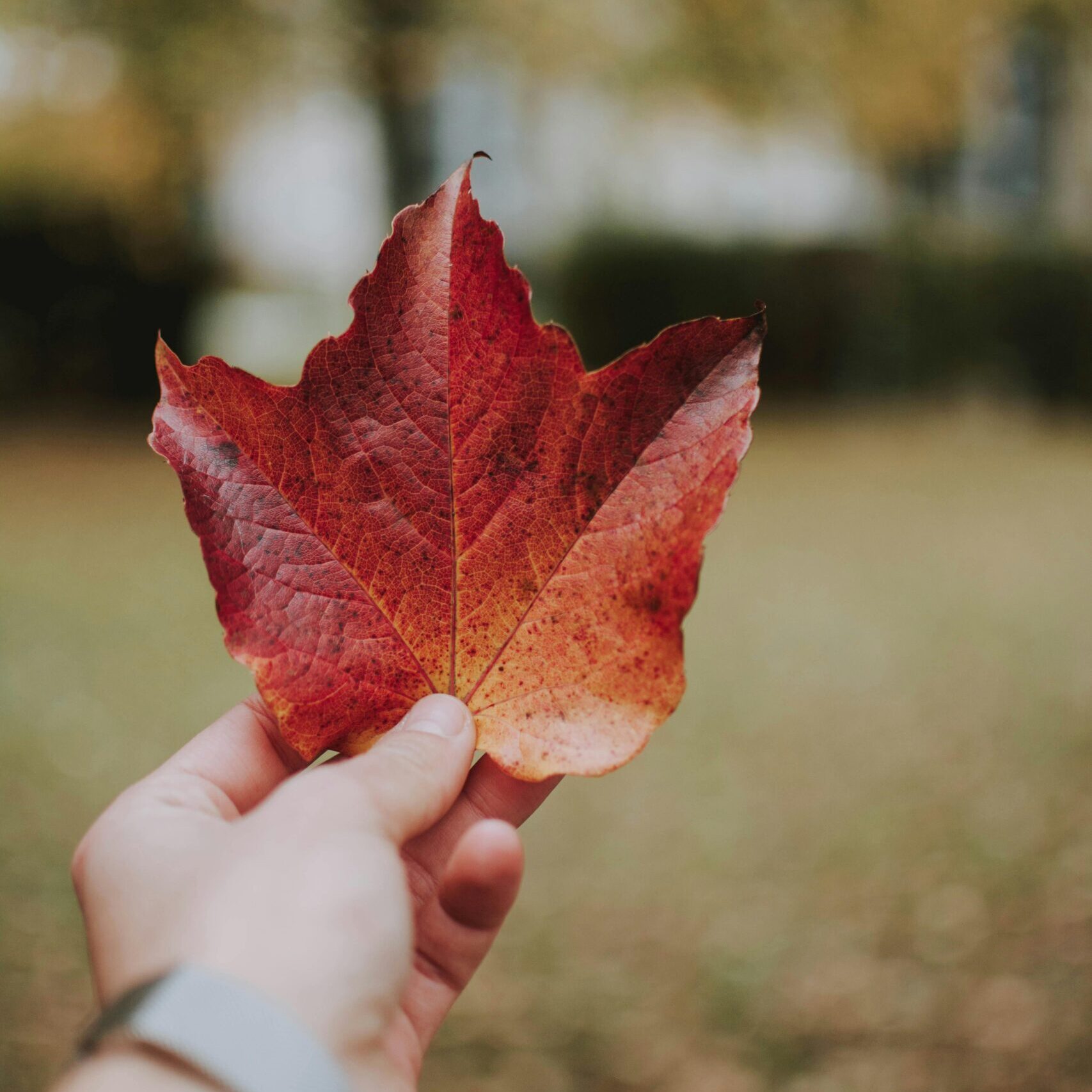 Photo of a Person's Hand Holding a Canadian Maple Leaf. Photo by Lil Artsy